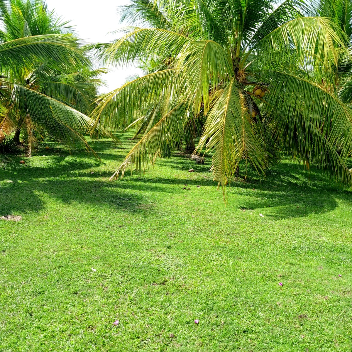 Financiamiento Público Verde para Agricultura Sostenible en Colombia